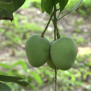 গোবিন্দো আম