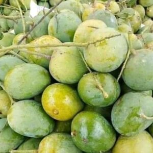 হিমসাগর আম